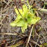 Pinguicula vulgaris leaf picture by Denis Gil Fariña (cc-by-sa)