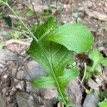 Rhagadiolus edulis leaf picture by Francois Mansour (cc-by-sa)