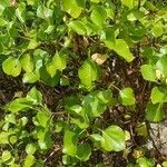 Rumex lunaria habit picture by yisus (cc-by-sa)