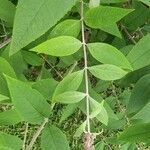 Buddleja japonica leaf picture by robert lafiteau (cc-by-sa)