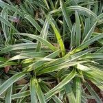 Chlorophytum comosum leaf picture by Louis Germain (cc-by-sa)