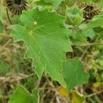 Abutilon grandiflorum leaf picture by susan brown (cc-by-sa)