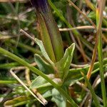 Gentiana verna leaf picture by Fabien Anthelme (cc-by-sa)