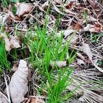 Carex montana leaf picture by Clara Wagner (cc-by-sa)