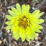 Pyrrhopappus pauciflorus flower picture by Austin Neal (cc-by-sa)