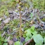 Pyrola chlorantha fruit picture by Brigitte Seydoux (cc-by-sa)