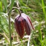 Fritillaria montana flower picture by mauro buscarini (cc-by-sa)