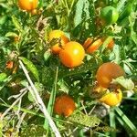 Solanum pseudocapsicum fruit picture by Trap Hers (cc-by-sa)