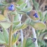 Veronica triphyllos flower picture by joselu_4 (cc-by-sa)