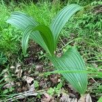 Veratrum nigrum leaf picture by Judit Simon (cc-by-sa)