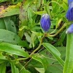 Gentiana linearis flower picture by Andy Sheets (cc-by-sa)