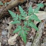 Botrychium dissectum leaf picture by Brenda Johnson (cc-by-sa)