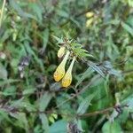 Melampyrum pratense flower picture by Alexandre BONNAMOUR (cc-by-sa)