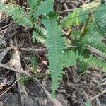 Nephrolepis cordifolia habit picture by Flor Alex (cc-by-sa)