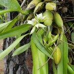 Prosthechea fragrans flower picture by Fonseca Gabriela (cc-by-sa)