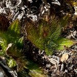 Castratella piloselloides leaf picture by Fabien Anthelme (cc-by-sa)