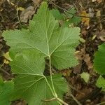 Ribes spicatum leaf picture by Alexander Baransky (cc-by-sa)