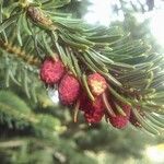 Abies cephalonica flower picture by bas yves (cc-by-sa)