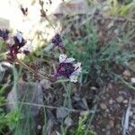 Linaria amethystea flower picture by rubio carmen (cc-by-sa)