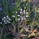 Lepidium campestre leaf picture by Accq3 (cc-by-sa)