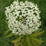 Sambucus canadensis flower picture by Topon Erik (cc-by-sa)