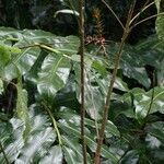 Hedychium gardnerianum habit picture by S. Dufour-Kowalski (cc-by-sa)