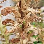 Acanthus spinosus fruit picture by Caw Vus (cc-by-sa)