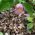 Trillium catesbaei flower picture by jasko mike (cc-by-sa)