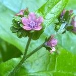 Cynoglossum germanicum flower picture by Francois Mansour (cc-by-sa)