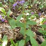 Pulmonaria officinalis habit picture by zmei (cc-by-sa)