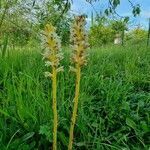 Orobanche picridis habit picture by Daniel Bourget (cc-by-sa)