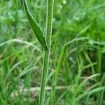 Tephroseris longifolia leaf picture by Jani Zadrgal (cc-by-sa)