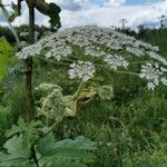 Heracleum sosnowskyi flower picture by Anton Gavrilov (cc-by-sa)