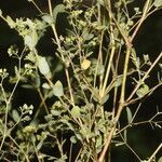 Euphorbia hyssopifolia habit picture by Nelson Zamora Villalobos (cc-by-nc)