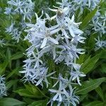 Amsonia tabernaemontana flower picture by Chris Pistorius (cc-by-sa)