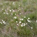 Narcissus poeticus habit picture by Michael Andresek (cc-by-sa)