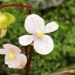 Begonia rajah flower picture by Pierre Bonnet (cc-by-sa)