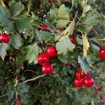 Crataegus rhipidophylla habit picture by Sabina Hartmann (cc-by-sa)