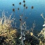 Dipsacus fullonum habit picture by Tristan Jaton-Maria (cc-by-sa)