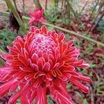 Etlingera elatior flower picture by Sean Dennis (cc-by-sa)