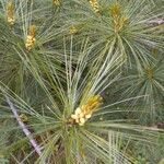 Pinus strobus flower picture by William Wattles (cc-by-sa)