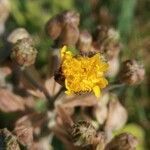 Crepis vesicaria flower picture by Palmieri Nicola (cc-by-sa)