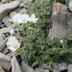 Cerastium latifolium habit picture by Sylvain Piry (cc-by-sa)