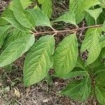 Syringa josikaea leaf picture by Eva Set (cc-by-sa)