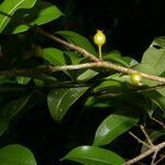 Eugenia costaricensis fruit picture by Nelson Zamora Villalobos (cc-by-nc)