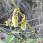 Crotalaria uguenensis fruit picture by susan brown (cc-by-sa)