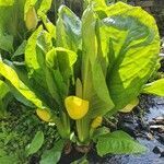 Lysichiton americanus leaf picture by Nick Edmonds (cc-by-sa)