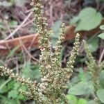 Amaranthus viridis fruit picture by Pankaj Sharma (cc-by-sa)