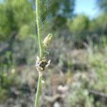 Linaria simplex fruit picture by Manon Bounous (cc-by-sa)