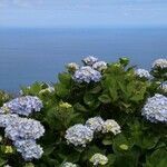 Hydrangea macrophylla habit picture by Szabolcs Frater (cc-by-sa)